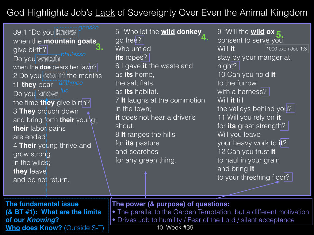 Book of Job, Week #39.010