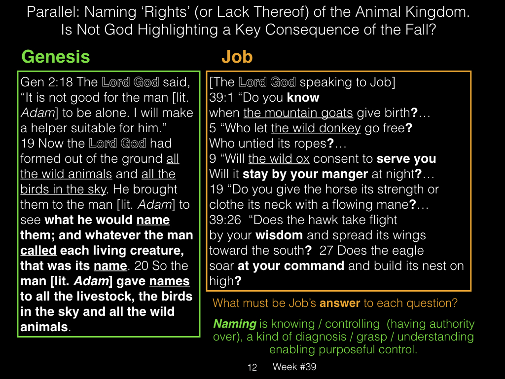 Book of Job, Week #39.012